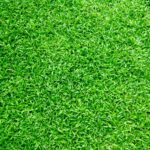 How to Keep Your Lawn Alive During a Hot Summer